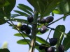 Herbal Healer: What is simarouba?