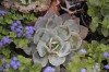 Chicago Flower and Garden Show