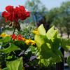 Anticipation Rooftop dining at RyeBelles this spring 