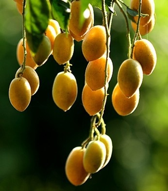 Herbal Healer: What is wampee?