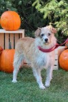 Pets of the week