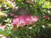 Herbal Healer: What is bobinsana?