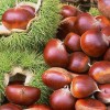 Herbal Healer: What is chestnut?