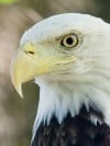 Bald eagles illustrate American success story