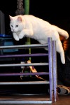 The cat's meow