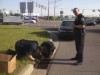 Schererville cops save ducklings 