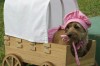 Lowell plans 5th Annual Barktober Fest
