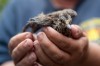 Animal Instinct: Family's Porter County home a refuge for healing wild animals