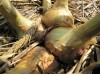 Potato Onion