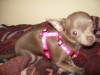 Pets of the week