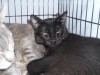 Pets of the week