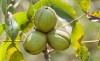 Herbal Healer: What is shagbark hickory?