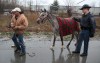 Horse saved from scary situation on I-65