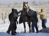Horse rescued from pond 
