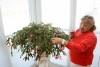 Christmas cacti provide seasonal blooms