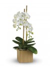 Opulent Orchids by Teleflora