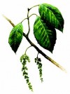 Herbal Healer: What is iporuru?