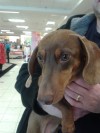 Pets of the week