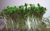 Herbal Healer: What is garden cress?