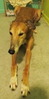 Pets of the week