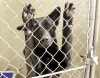 Hobart ordinance a hot topic during dog days of summer
