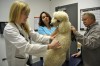Several new flea treatments join pet care market