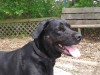 Pets of the week