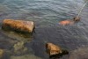 Deer drowns in Lake Michigan after rescue attempt