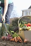 Family garden reaps more than vegetables on the table  