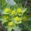 Herbal Healer: What is bupleurum?