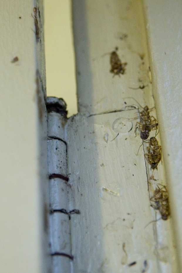 Roaches still roam free in E.C. apartment building