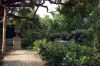 Secret Garden? Tips for creating backyard privacy