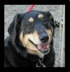 PET OF THE WEEK: Maggie