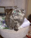 Pets of the week