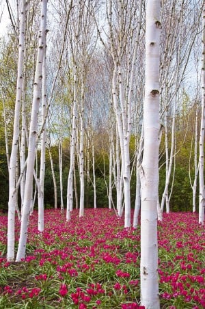 Herbal Healer: What is birch?