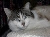 Pets of the week
