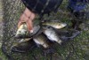 Four decades of fishing