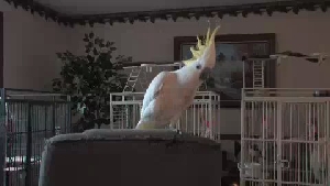 Snowball the Dancing Bird