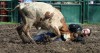 Times POY 2011 - Windy City Rodeo