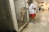 Hobart ordinance a hot topic during dog days of summer