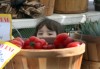 Lake Station launches new farmers market