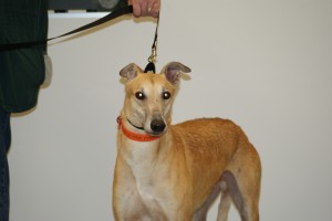 Pets of the week