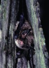 Bug-busting bats are needlessly maligned