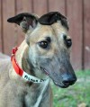Pets of the week