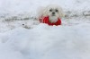 Blending into the snow
