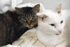 Neighbor rescues 21 cats  