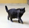 Pet of the week: Bonita