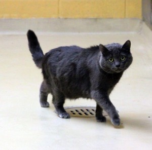 Pet of the week: Bonita