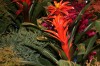 Chicago Flower and Garden Show