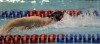 Rensselaer's Casey Hooker finished 11th